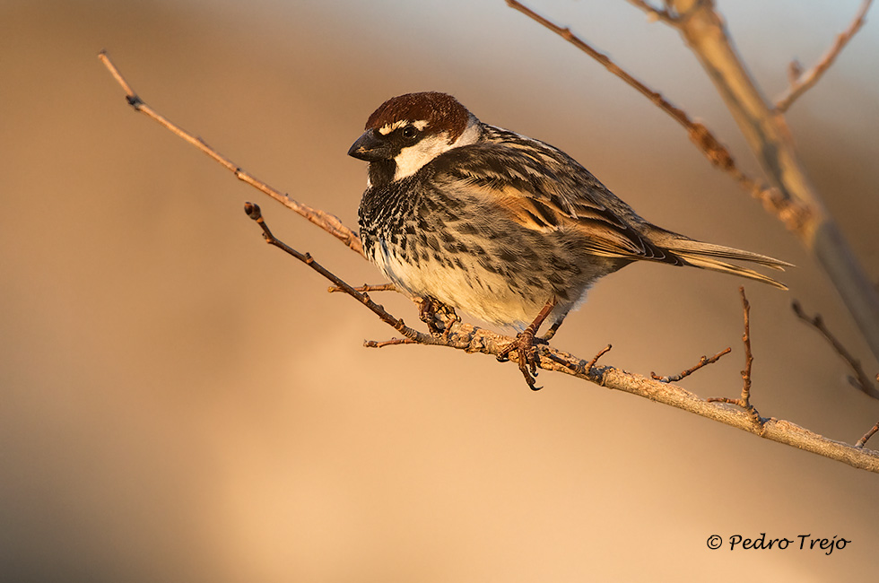 Gorrión moruno (Passer hispaniolensis)